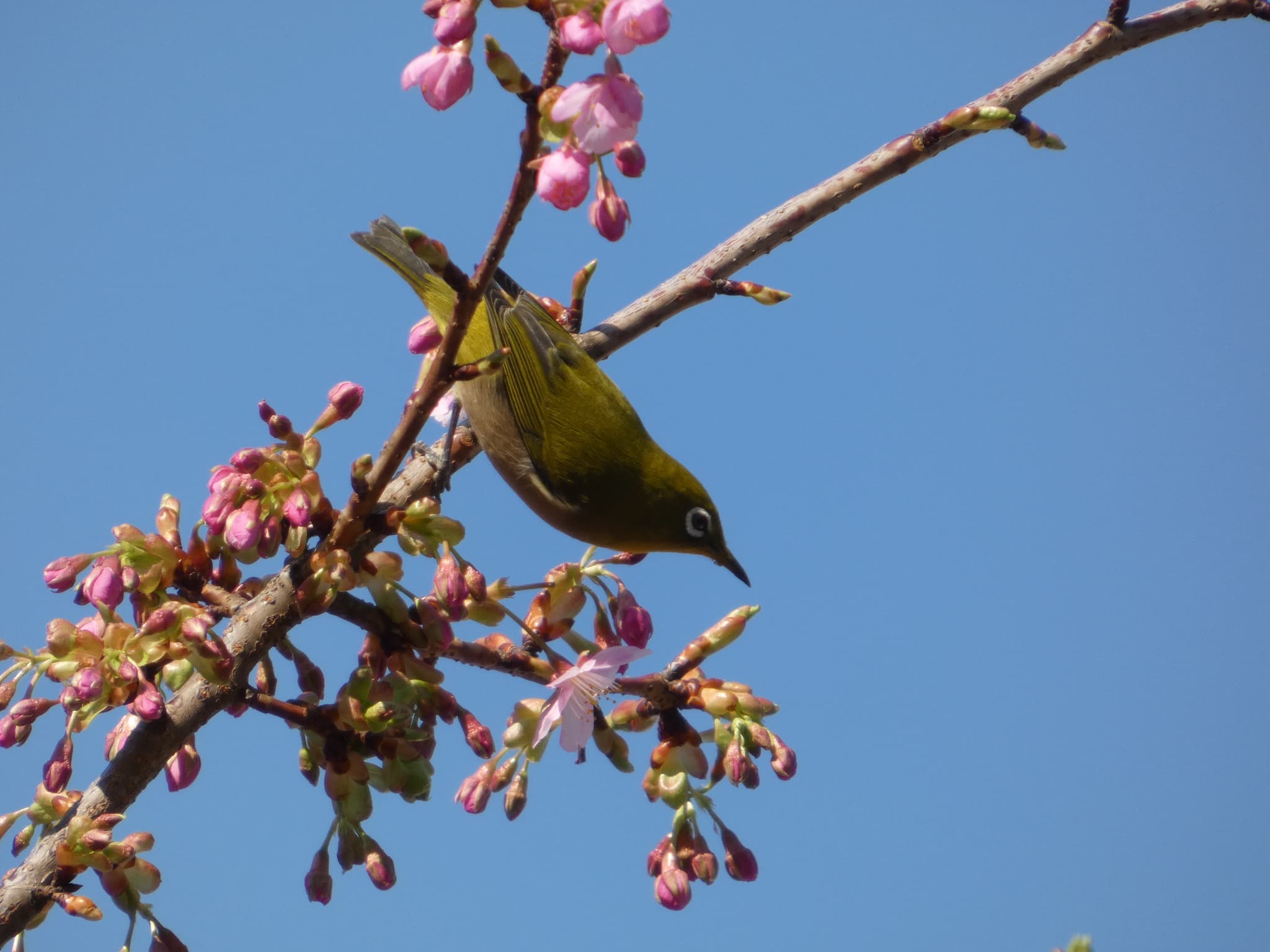 Zosterops japonicus02